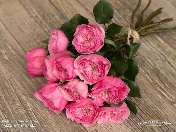 ROSE MARIA THERESIA 50